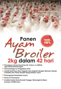 Panen ayam broiler 2kg dalam 42 hari